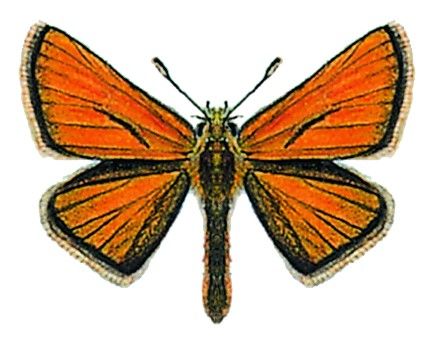 Braunkolbiger Braun-Dickkopffalter - Thymelicus sylvester