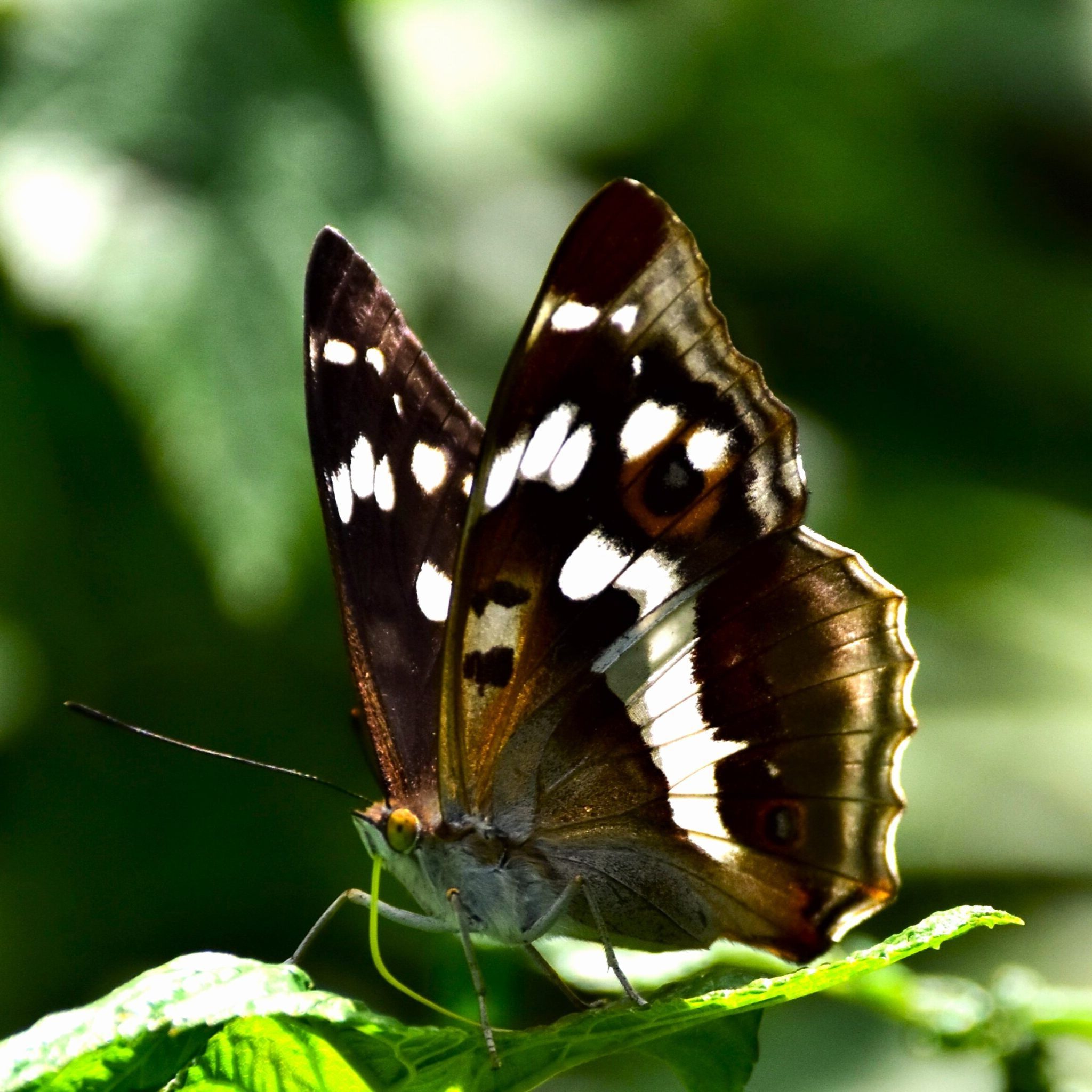 Große Schillerfalter - Apatura iris
