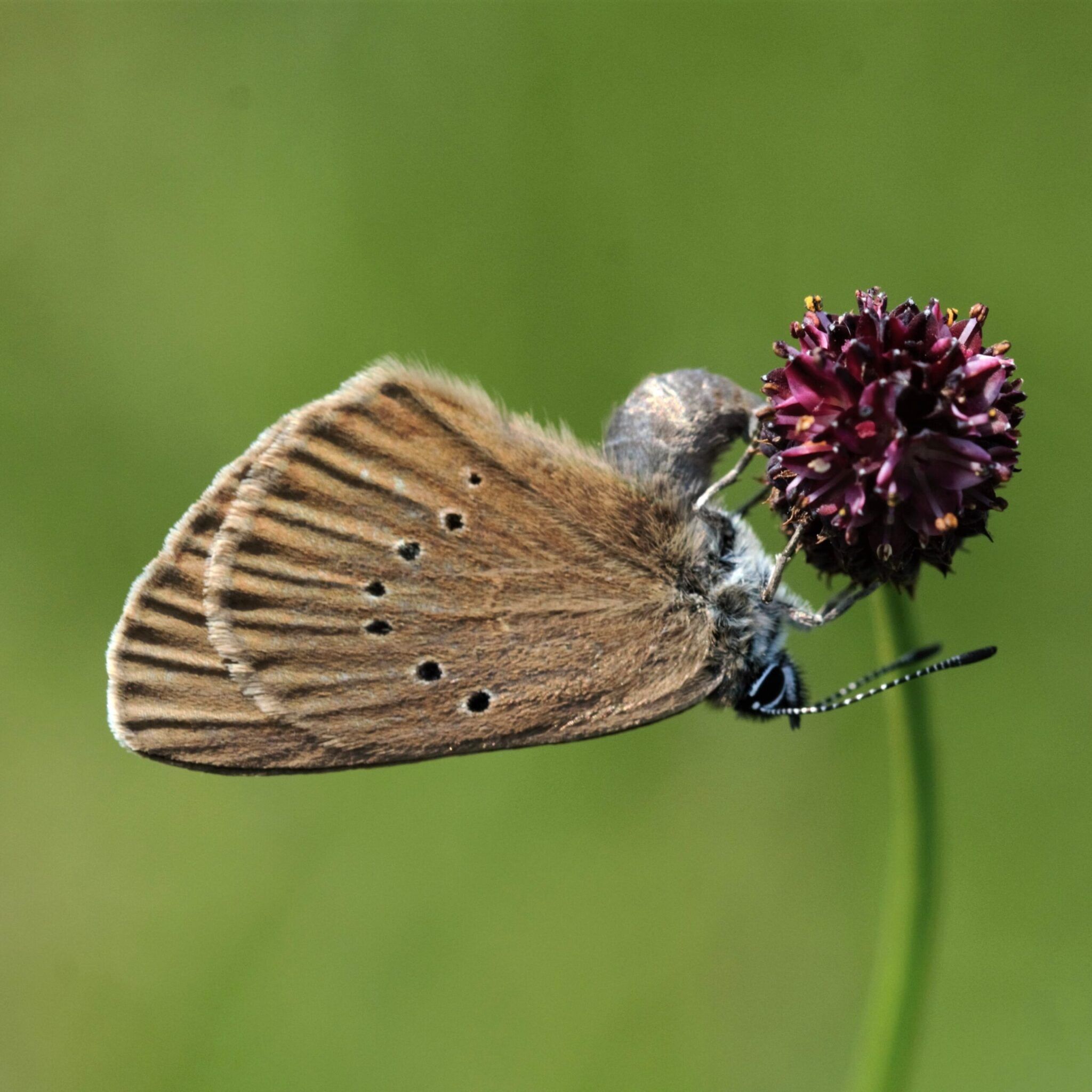 Dunkler Wiesenknopf-Ameisenbläuling - Phengaris nausithous