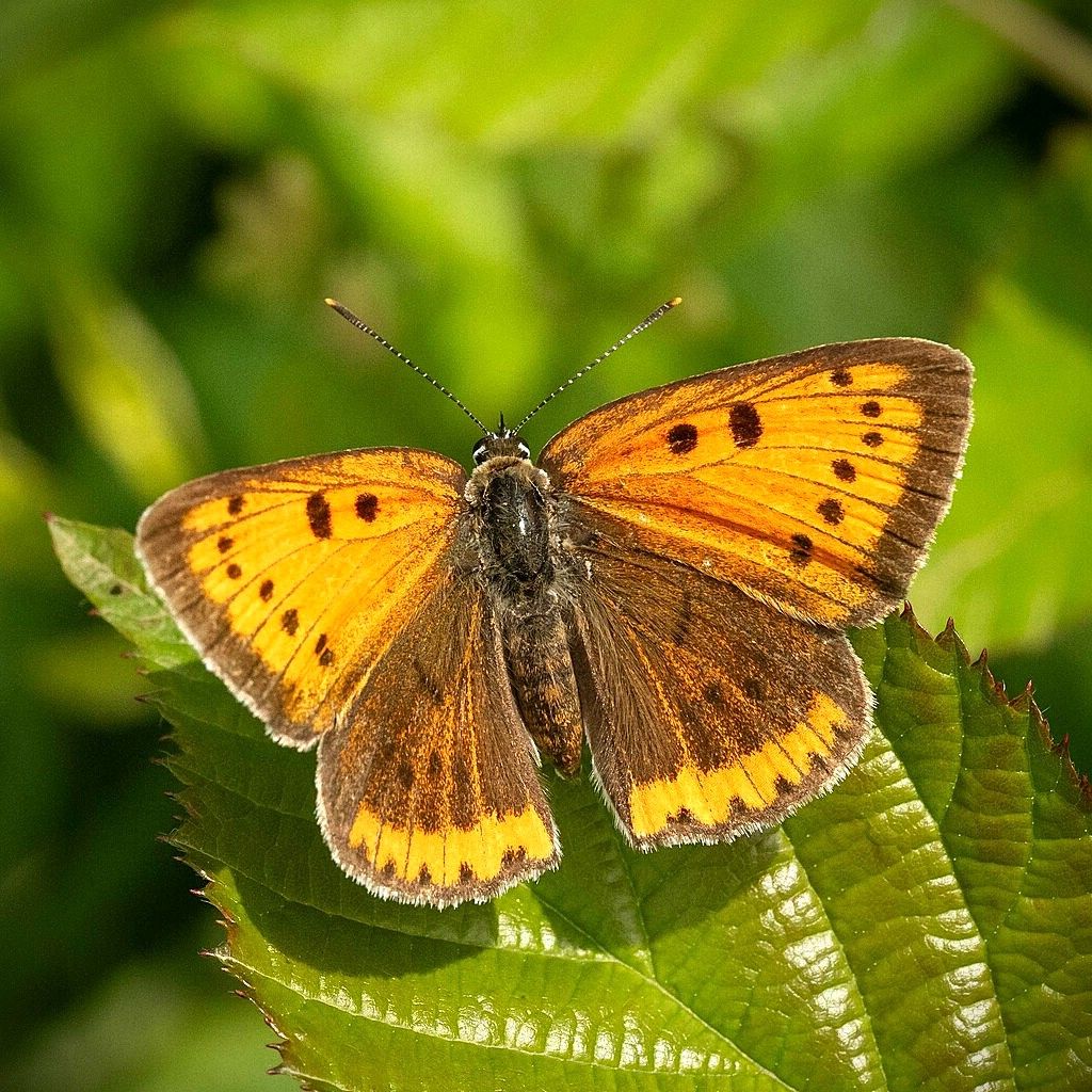 Großer Feuerfalter - Lycaena dispar (Weibchen)