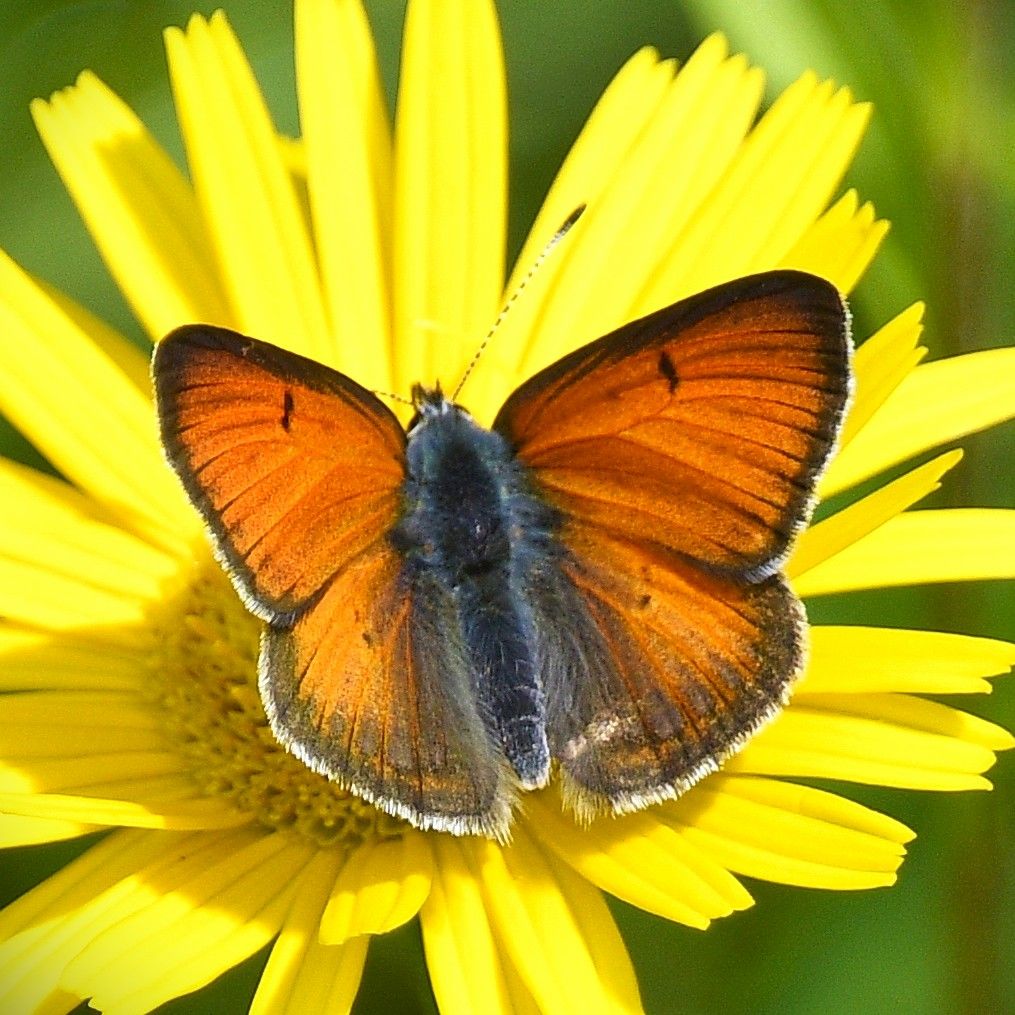 Großer Feuerfalter - Lycaena dispar (Männchen)