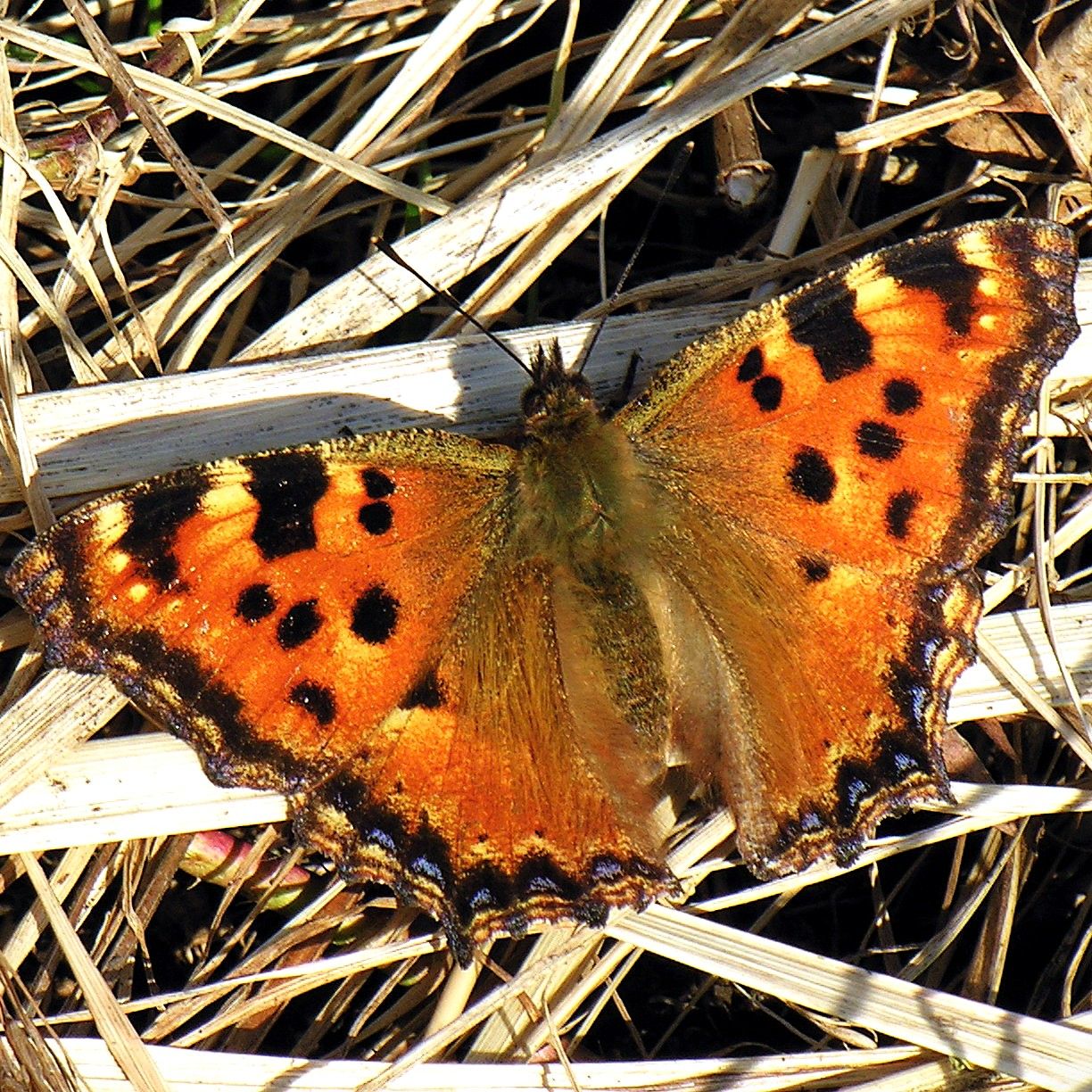 Großer Fuchs - Nymphalis polychloros