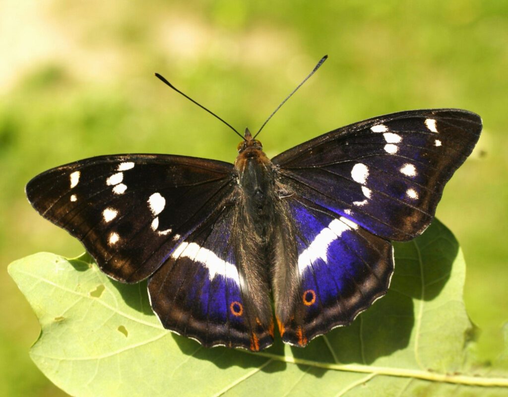 Große Schillerfalter - Apatura iris
