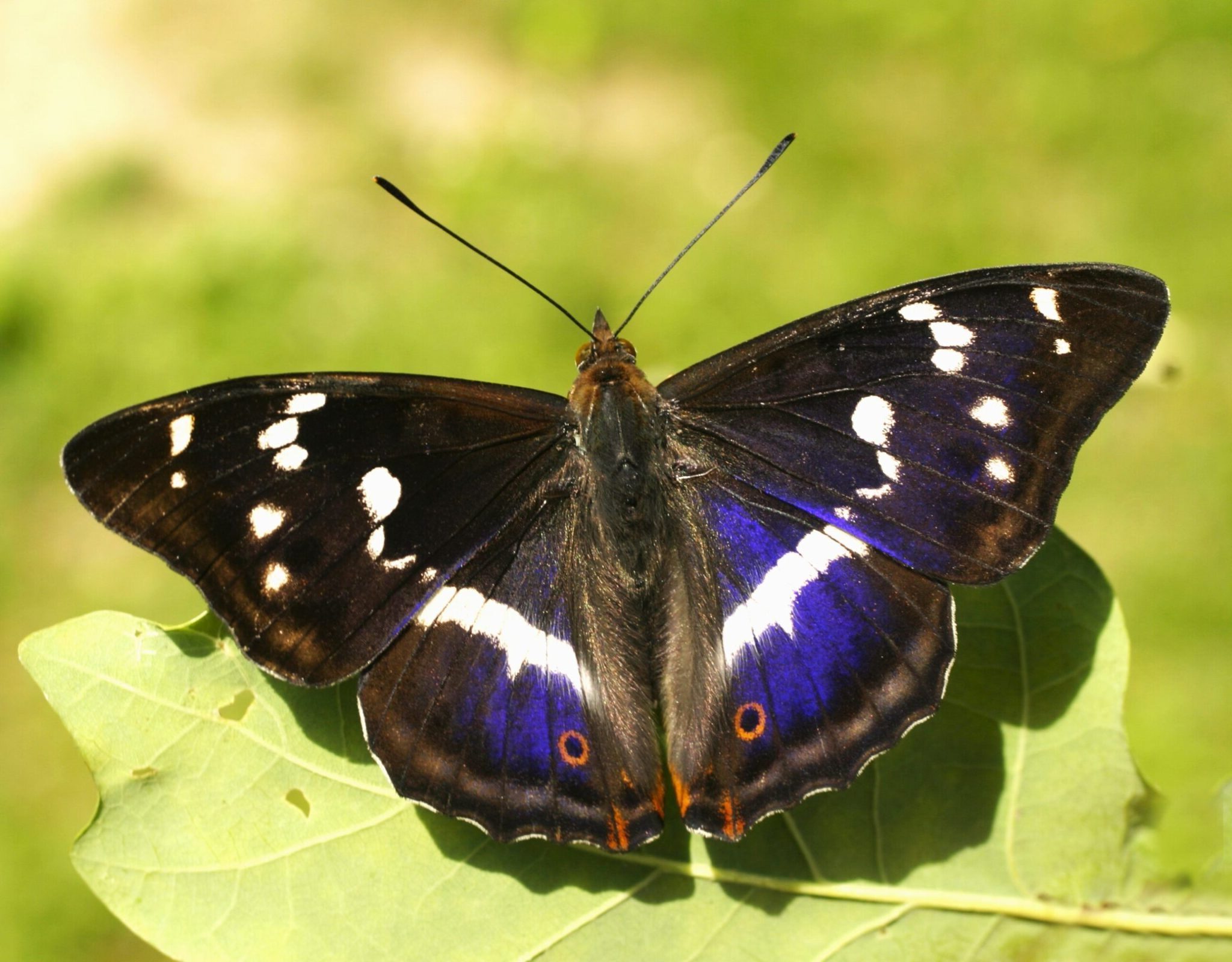 Große Schillerfalter - Apatura iris