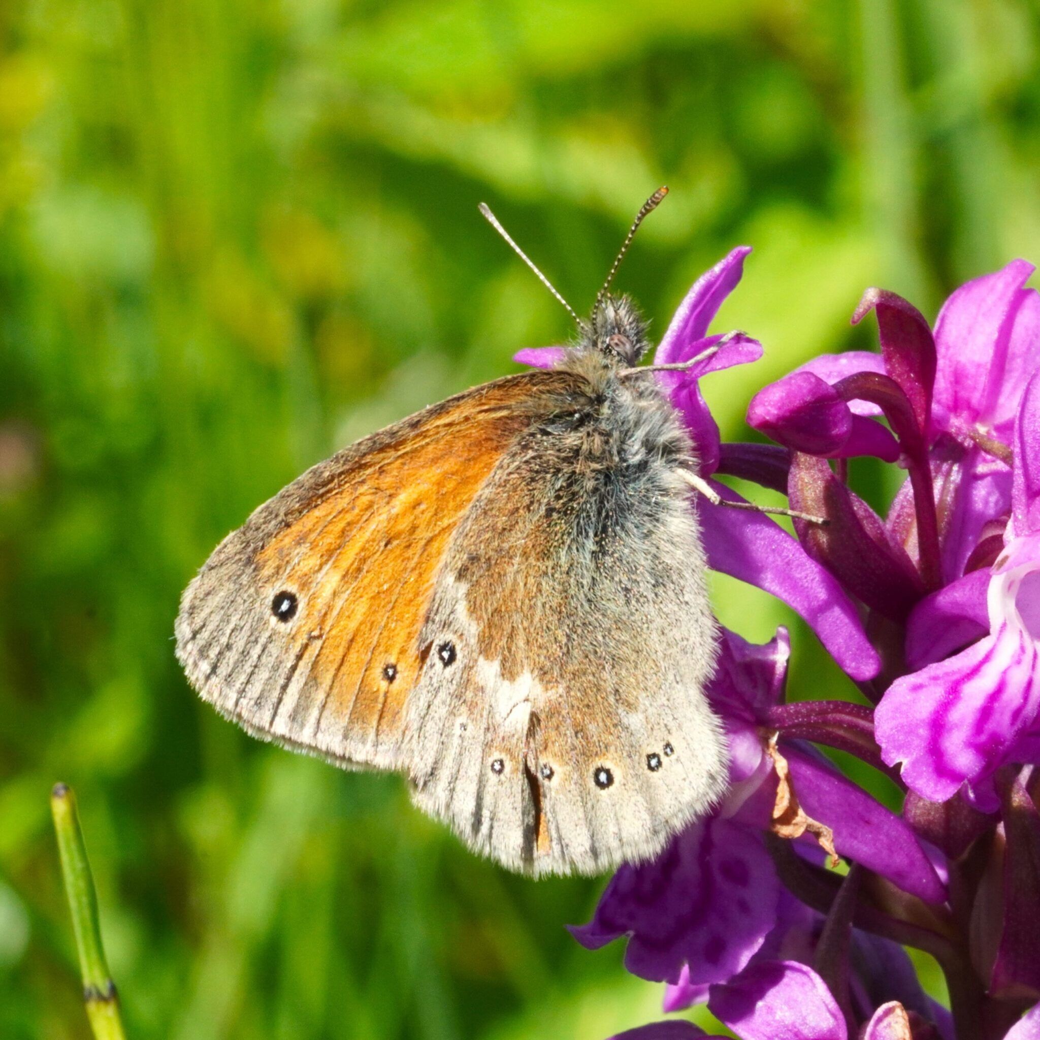 Großes Wiesenvoegelchen - Coenonympha tullia