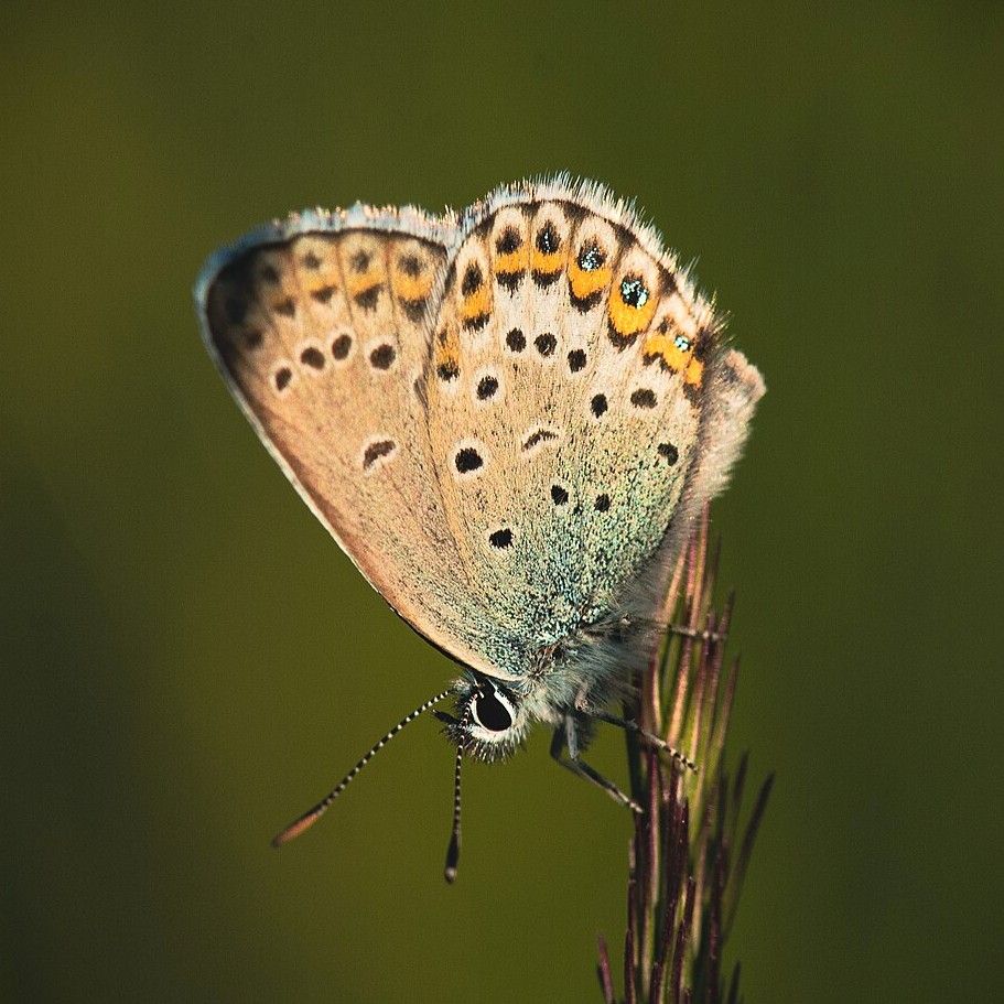 Idas Blaeuling - Plebejus
