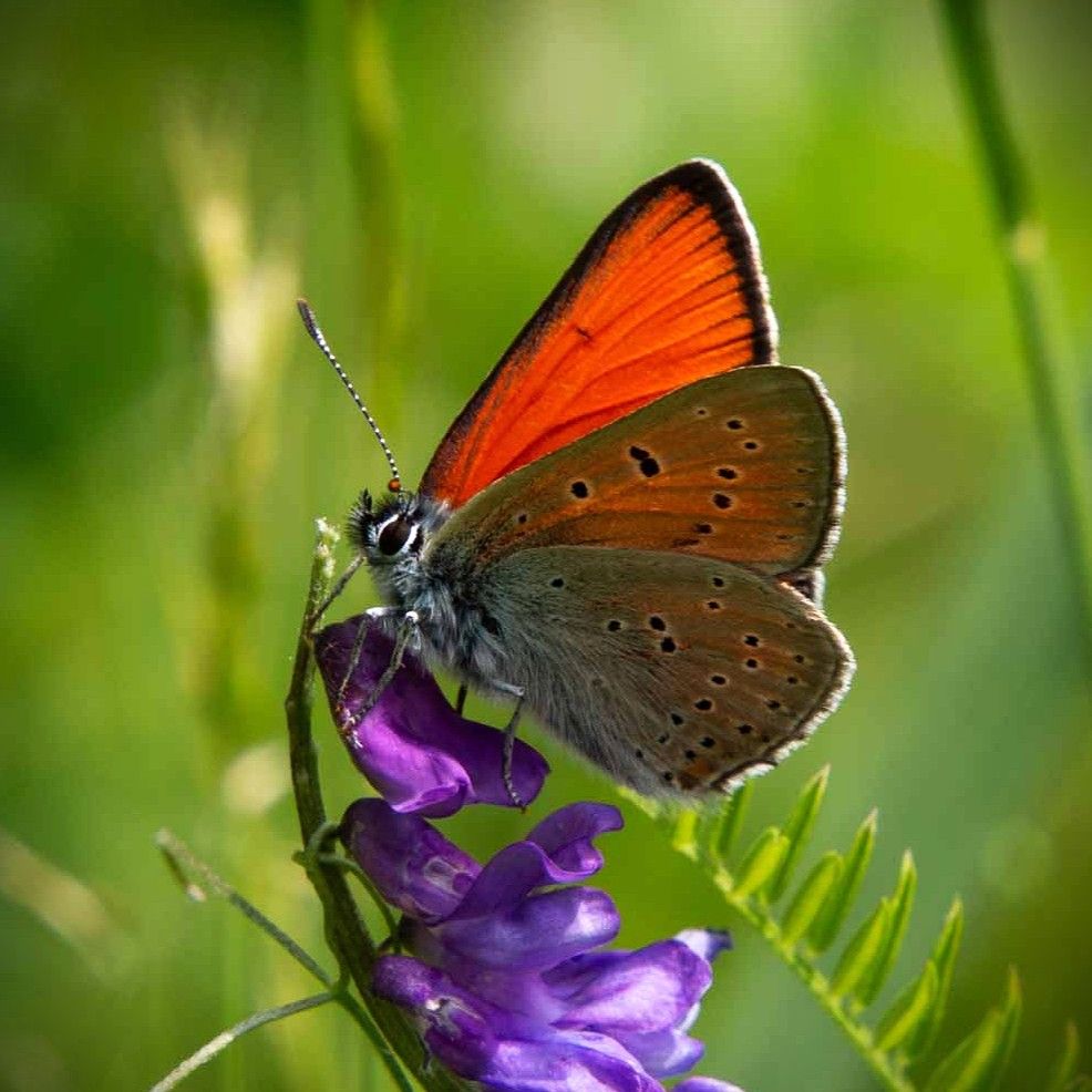 Lilagold-Feuerfalter - Lycaena hippothoe