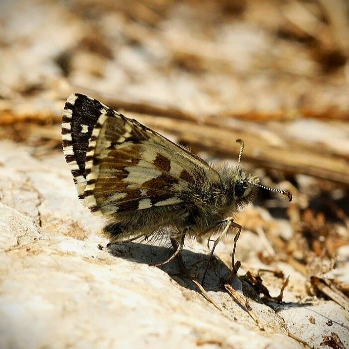 Silberwurz-Wuerfel-Dickkopffalter - Pyrgus andromedae